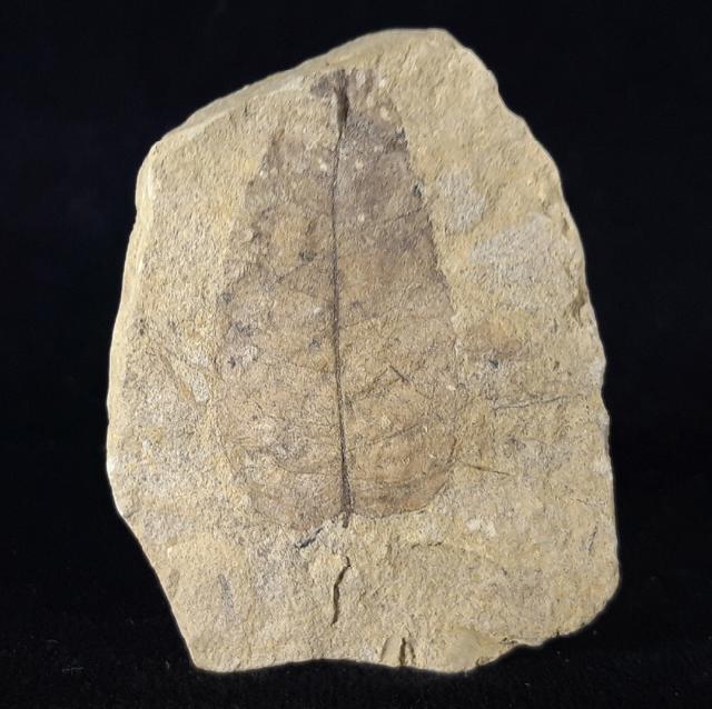 Carya serrifolia (GOEPPERT) - Bild © FossNet FossilienStore